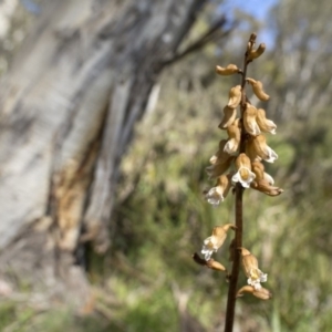 Gastrodia sp. at Paddys River, ACT - suppressed