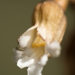 Gastrodia sp. at Paddys River, ACT - 24 Dec 2018