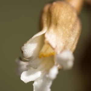 Gastrodia sp. at Paddys River, ACT - suppressed