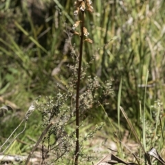 Gastrodia sp. at Paddys River, ACT - 24 Dec 2018