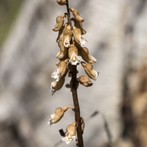 Gastrodia sp. at Paddys River, ACT - 24 Dec 2018