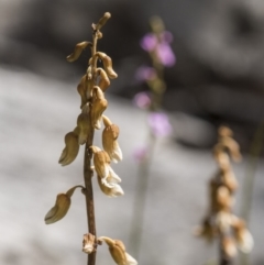 Gastrodia sp. (Potato Orchid) at Paddys River, ACT - 24 Dec 2018 by GlenRyan