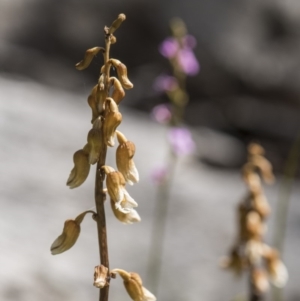 Gastrodia sp. at Paddys River, ACT - suppressed