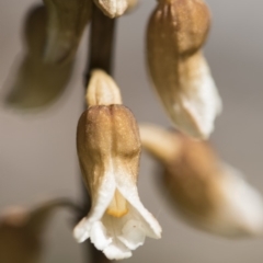 Gastrodia sp. at Paddys River, ACT - suppressed