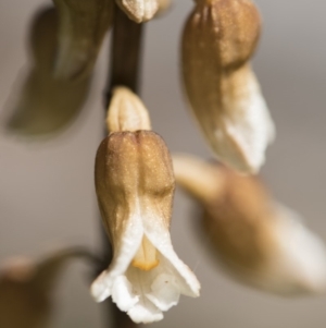 Gastrodia sp. at Paddys River, ACT - suppressed