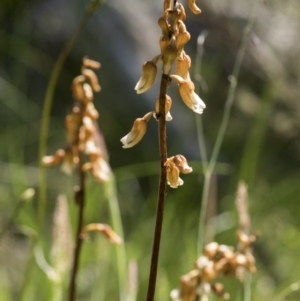 Gastrodia sp. at Paddys River, ACT - suppressed