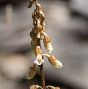 Gastrodia sp. at Paddys River, ACT - suppressed