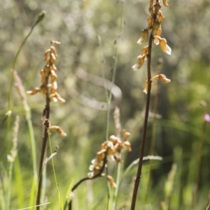 Gastrodia sp. at Paddys River, ACT - suppressed