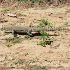 Varanus rosenbergi (Heath or Rosenberg's Monitor) at Gundaroo, NSW - 24 Dec 2018 by SammyHarrison