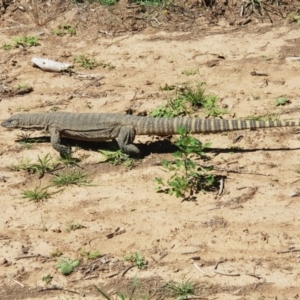 Varanus rosenbergi at Gundaroo, NSW - 24 Dec 2018