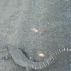 Varanus rosenbergi at Gundaroo, NSW - 24 Dec 2018