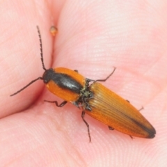 Elateridae sp. (family) (Unidentified click beetle) at Tianjara, NSW - 22 Dec 2018 by Harrisi