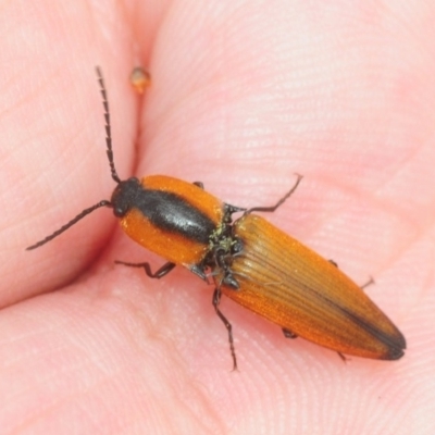 Elateridae (family) (Unidentified click beetle) at Tianjara, NSW - 23 Dec 2018 by Harrisi