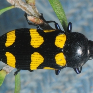 Castiarina australasiae at Budgong, NSW - 24 Dec 2018 10:06 AM