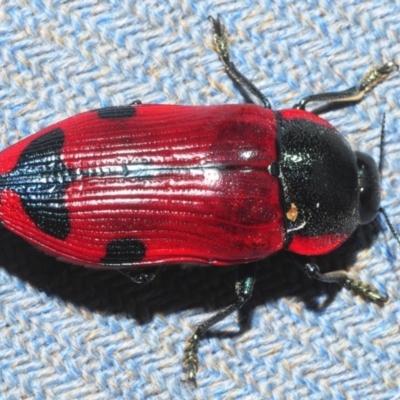 Temognatha variabilis (Variable jewel beetle) at Illaroo, NSW - 23 Dec 2018 by Harrisi