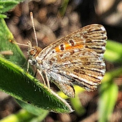 Lucia limbaria (Chequered Copper) at Googong, NSW - 25 Dec 2018 by Wandiyali