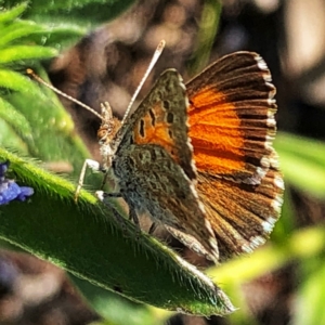 Lucia limbaria at Googong, NSW - 25 Dec 2018