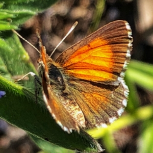 Lucia limbaria at Googong, NSW - 25 Dec 2018