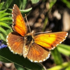 Lucia limbaria at Googong, NSW - 25 Dec 2018