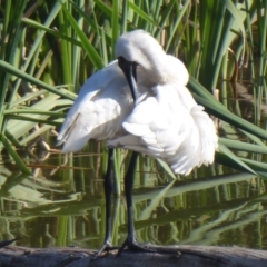 Platalea regia (Royal Spoonbill) at Fyshwick, ACT - 23 Dec 2018 by Christine