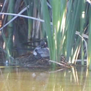 Tachybaptus novaehollandiae at Fyshwick, ACT - 23 Dec 2018 04:47 PM