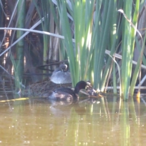 Tachybaptus novaehollandiae at Fyshwick, ACT - 23 Dec 2018