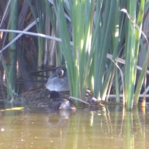 Tachybaptus novaehollandiae at Fyshwick, ACT - 23 Dec 2018