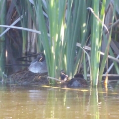 Tachybaptus novaehollandiae at Fyshwick, ACT - 23 Dec 2018