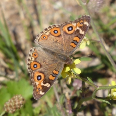 Junonia villida (Meadow Argus) at Mount Painter - 24 Dec 2018 by Christine