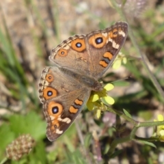 Junonia villida (Meadow Argus) at Cook, ACT - 24 Dec 2018 by Christine