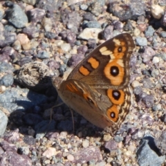 Junonia villida at Cook, ACT - 24 Dec 2018