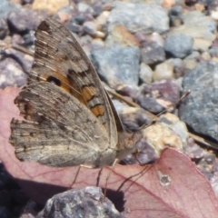 Junonia villida at Cook, ACT - 24 Dec 2018