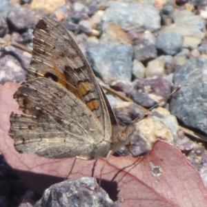 Junonia villida at Cook, ACT - 24 Dec 2018 11:04 AM