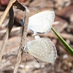 Zizina otis (Common Grass-Blue) at Cook, ACT - 24 Dec 2018 by Christine