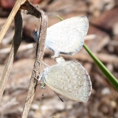 Zizina otis (Common Grass-Blue) at Mount Painter - 23 Dec 2018 by Christine