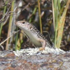 Ctenotus robustus (Robust Striped-skink) at Mount Painter - 23 Dec 2018 by Christine