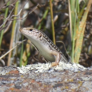 Ctenotus robustus at Cook, ACT - 24 Dec 2018 09:06 AM