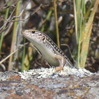 Ctenotus robustus (Robust Striped-skink) at Cook, ACT - 23 Dec 2018 by Christine