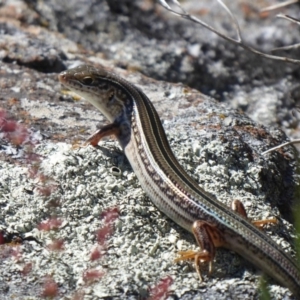 Ctenotus robustus at Cook, ACT - 24 Dec 2018 09:06 AM