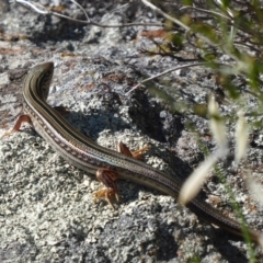 Ctenotus robustus at Cook, ACT - 24 Dec 2018 09:06 AM