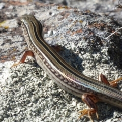 Ctenotus robustus at Cook, ACT - 24 Dec 2018 09:06 AM