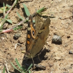 Junonia villida (Meadow Argus) at Stony Creek - 24 Dec 2018 by KumikoCallaway