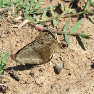 Junonia villida at Stromlo, ACT - 24 Dec 2018 11:03 AM