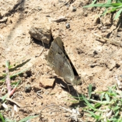 Junonia villida at Stromlo, ACT - 24 Dec 2018 11:03 AM