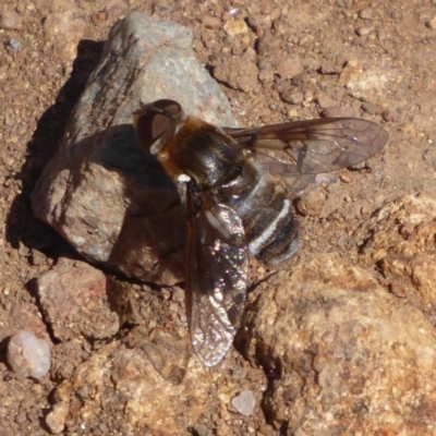 Villa sp. (genus) (Unidentified Villa bee fly) at Cook, ACT - 23 Dec 2018 by Christine