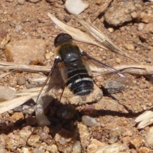 Villa sp. (genus) at Cook, ACT - 24 Dec 2018 10:34 AM