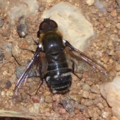 Villa sp. (genus) at Cook, ACT - 24 Dec 2018 10:34 AM