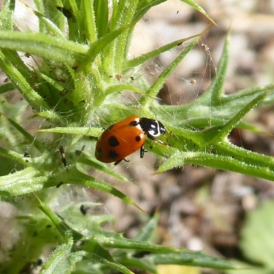 Hippodamia variegata (Spotted Amber Ladybird) at Cook, ACT - 24 Dec 2018 by Christine