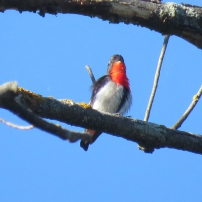 Dicaeum hirundinaceum (Mistletoebird) at Stromlo, ACT - 23 Dec 2018 by KumikoCallaway