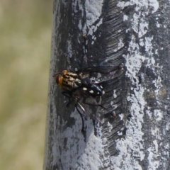 Tachinidae (family) (Unidentified Bristle fly) at Cook, ACT - 23 Dec 2018 by Christine